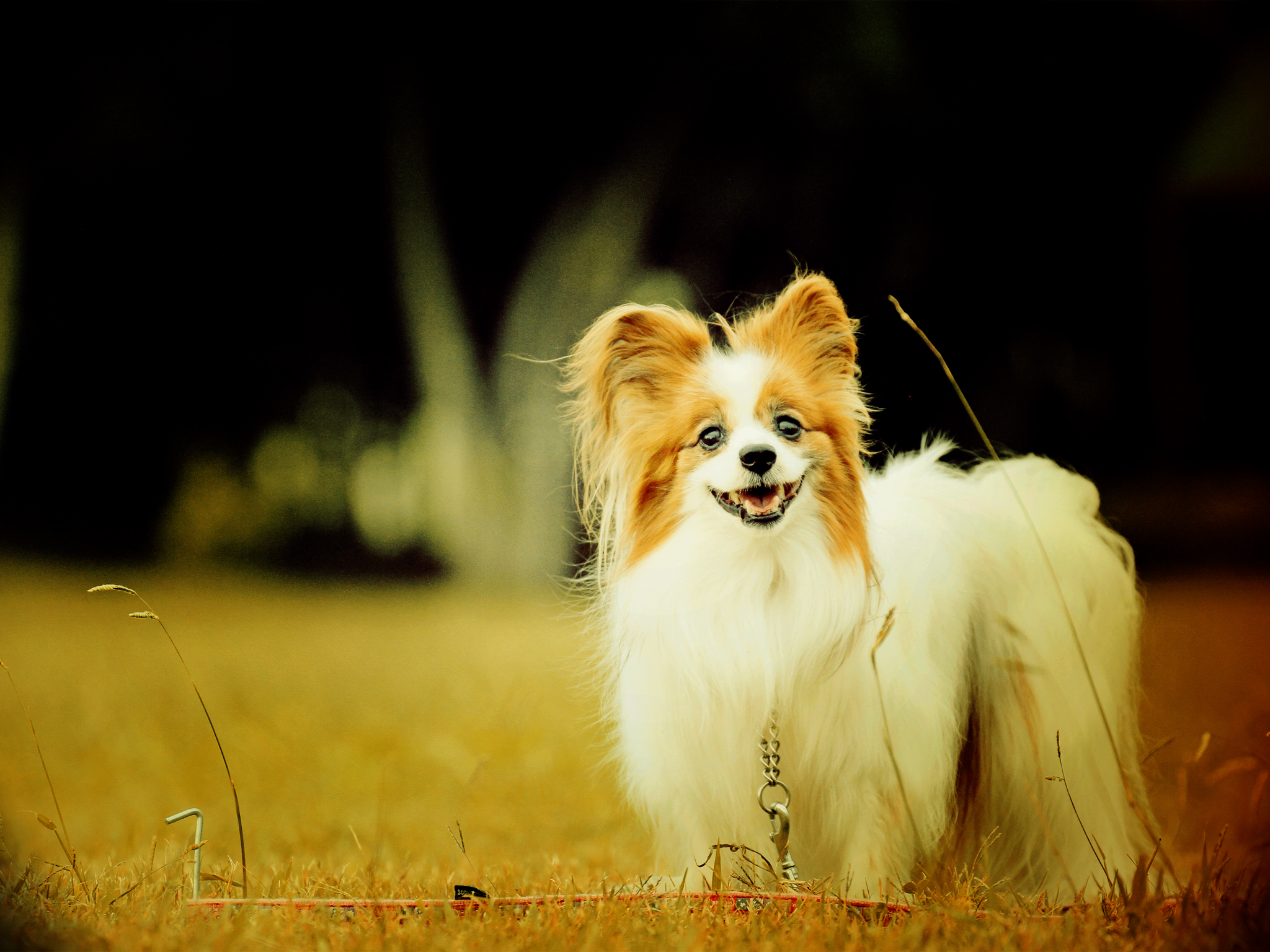 その後のサザビー 秋の壁紙ばーぞん