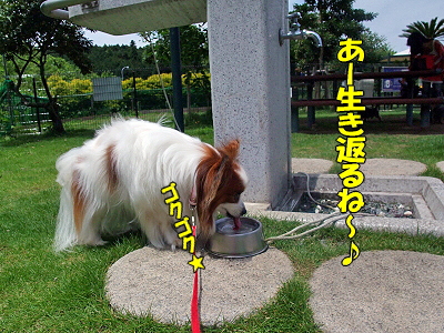 »Ô¸¶SA¥¨¥ê¥¢¤«¤é¦