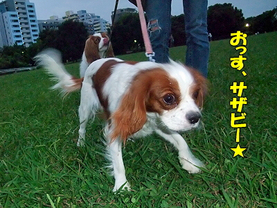 ÇòÃã²ñ¾ì¤Ø¤è¤¦¤³¤½¢ö¤