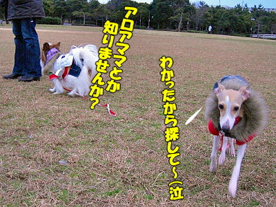 ¥¢¥í¥¢¥Þ¥Þ¤òõ¤»¡ª©