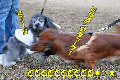 ¥ì¥Ã¥É¥É¥é¥´¥ó¡úª