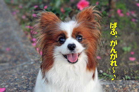 ´èÄ¥¤ì¡¢¤Ð¤Õ¢ö¡Ê¸åÊÓ¡Ë©