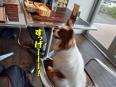 DOG GARDEN CAFE¬