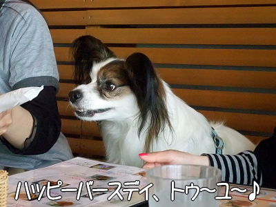 DOG GARDEN CAFE®
