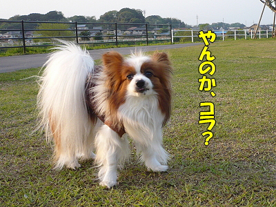 ¥µ¥¶ÌÌÁê©