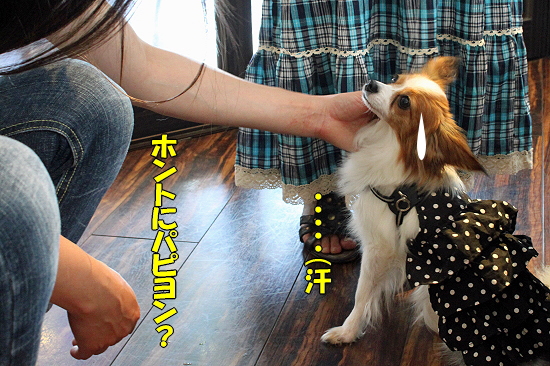 ºÆ¤ÓMerry Dog¥
