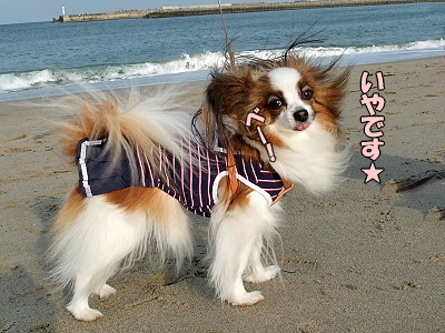 ¤ª»Ð¤µ¤ó¤Î»È¤ï¤Ê¤¤»Ø¤Ï¤É¡Á¤ì¡©26