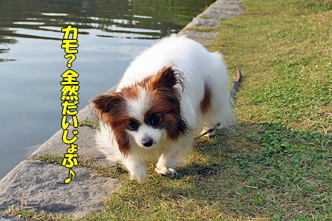 ¥«¥â¤Ê¤é¡¦¡¦¡¦£