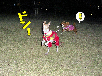 ²ø¤·¤¤±Æ¡¦¡¦¡¦¡¦¡Ê¸åÊԡ˨