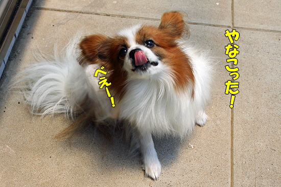 Çß±«ÌÀ¤±¥µ¥¶¥Ó¡¼¬