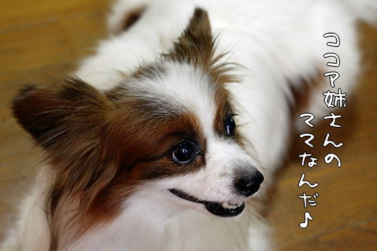 ¹õ¤¤¥·¥Ê¥ó¥¸¥å¨
