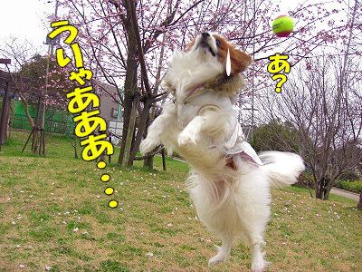 ºù¤ÎÌڤβ¼¤Çª