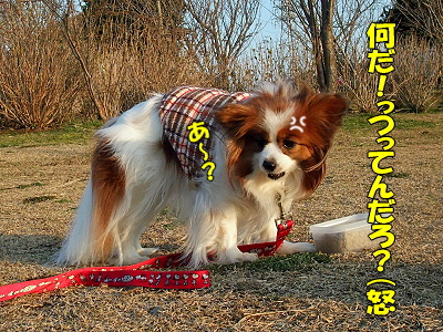 ¥À¥á¸¤¤·¤Ä¤±Áª¼ê¸¢¡ú©