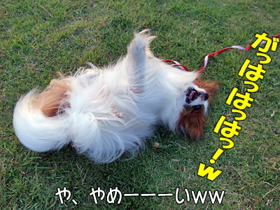 ¥Ö¥é¥Ü¡¼¡¦¥¢¥í¥¢¡ú¬