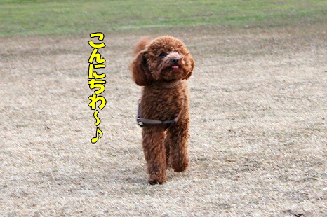 ¥ì¥Ã¥É¥É¥é¥´¥ó¡ú¤