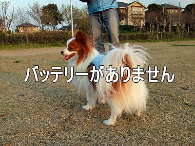 ½Õ°ìÈ֡ʥϥë¤Á¤ã¤ó°µ¾¡Êԡ˳
