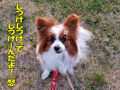 ¥À¥á¸¤¤·¤Ä¤±Áª¼ê¸¢¡úª