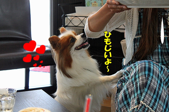 ºÆ¤ÓMerry Dog¬
