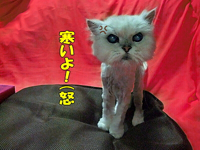 ¥Þ¥ë¥¬¥ê¡¼¥¿¤Ç¤ª¤á¤Ç¤È¤¦¡ú±
