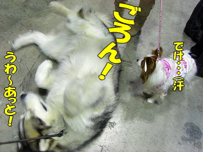 ¥¢¥¸¥¢¥¤¥ó¥¿¡¼2008¡Ê¸åÊÓ¡Ë