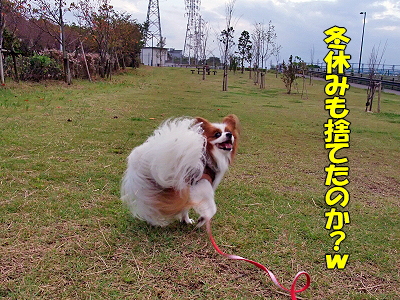 ¥µ¥¶¥«¥ì2009¡úͽÌ󳫻ϥ