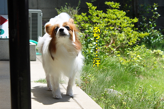 Çß±«ÌÀ¤±¥µ¥¶¥Ó¡¼§