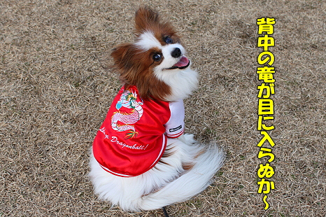 ¥ì¥Ã¥É¥É¥é¥´¥ó¡ú¢