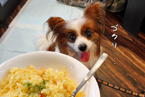 Merry Dog¬