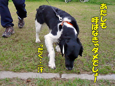 ¥ï¥ó¥³¤ÎÆü¡Ê¸åÊԡˬ
