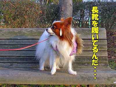 ¥¤¥ó¥Ç¥£¥¢¥ó¤òõ¤·¤Æ¡¦¡¦¡¦¡¦³