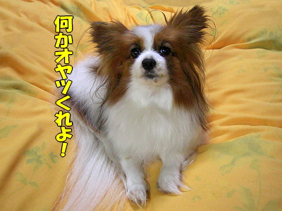¥µ¥¶¥Ó¡¼¤ÎÉʳʩ
