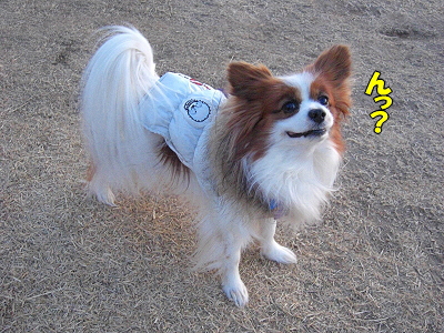 »ÄÁü¥µ¥¶¥Ó¡¼¡ú¥