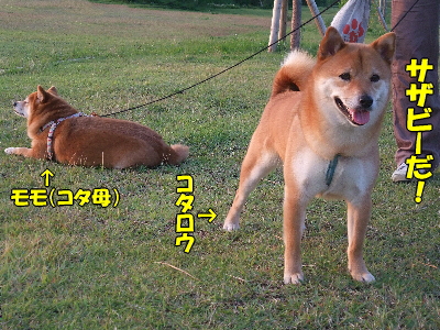 ²Æ½÷VS²ÆÃË£