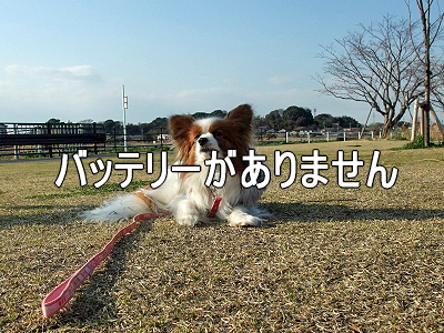 ½Õ°ìÈ֡ʥϥë¤Á¤ã¤ó°µ¾¡Êԡ˲