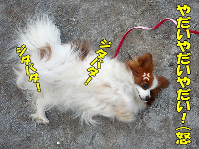 ¥«¥¤¤¯¤ó¤ÎÃÂÀ¸Æü¡ú±