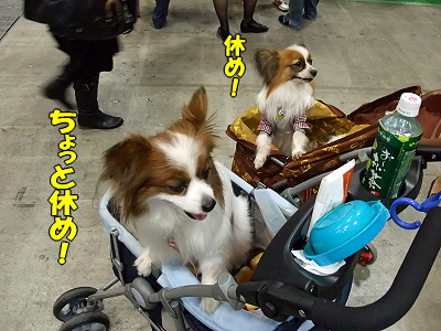 ¥¢¥¸¥¢¥¤¥ó¥¿¡¼2009¡ÊÃæÊԡ˦