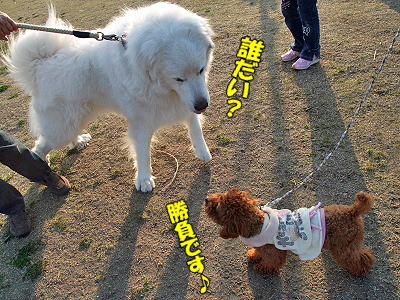 ½Õ°ìÈ֡ʥϥë¤Á¤ã¤ó°µ¾¡Êԡ˦