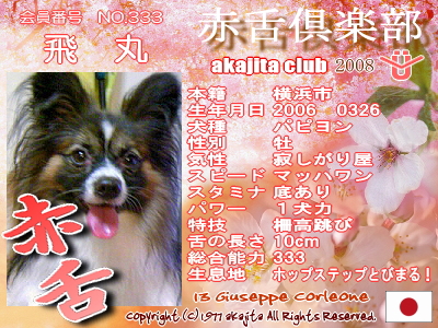333-tobimaru-2008sakura