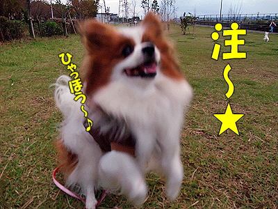 ¥Á¥å¥¦¤¬¹¥¤¡ú¥