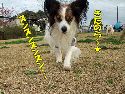 ¤¹¤×¤ê¤ó¤°¡ú¥×¥Á¥ª¥Õ«
