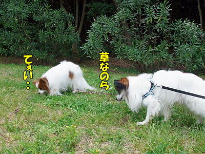 GWËëÄ¥¥ª¥Õ¡Ê³¤É͸ø±àÊÔ¡Ë¥