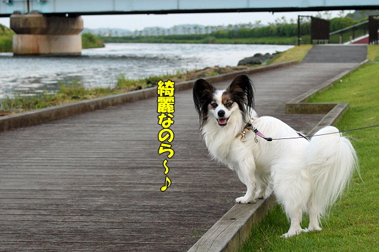 ¤¢¤¸¤µ¤¤º×¤ê¦