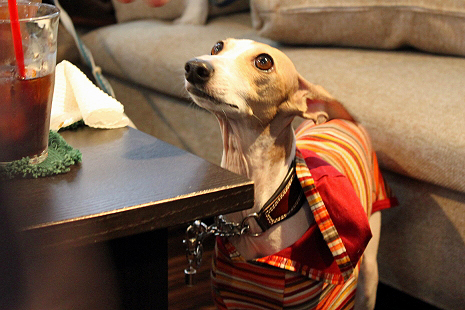 Merry Dog³