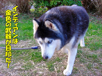 ¥¤¥ó¥Ç¥£¥¢¥ó¤òõ¤·¤Æ¡¦¡¦¡¦¡¦«