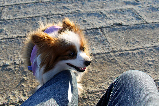 houfu 09