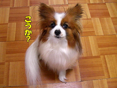 ¥µ¥¶¥Ó¡¼¤ÎÉʳʨ