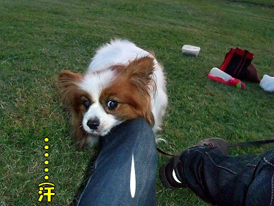 ¥ª¥Õ²ñľÁ°§
