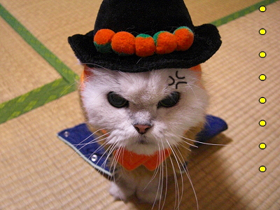 ÅߤΥ³¥¹¥×¥ì§