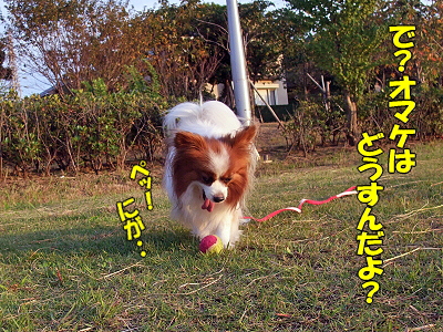 ¥µ¥¶¥«¥ì2009¡ú¦
