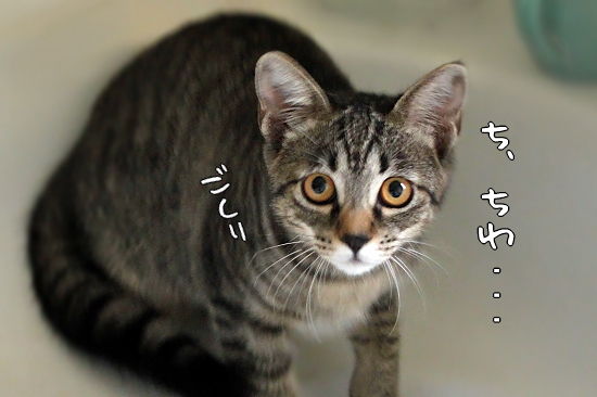 ¥¯¥·¥ã¥È¥ê¥¢È¯¸«¡¦¡¦¡¦¡ª¬